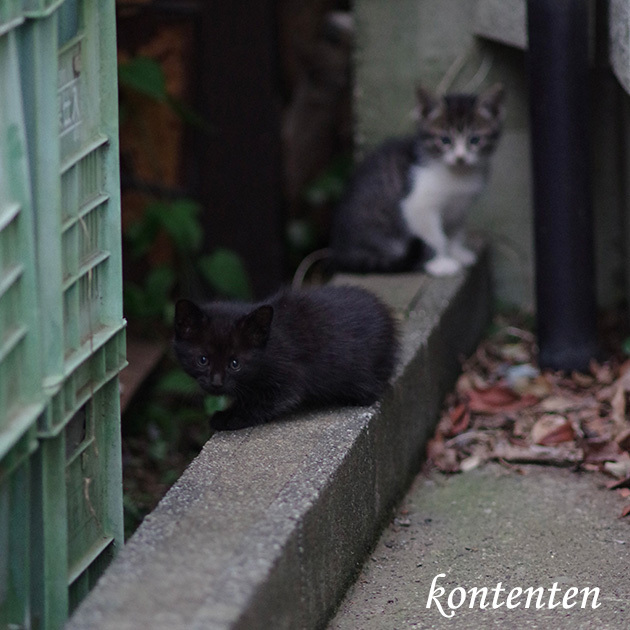 so-net01240.jpg