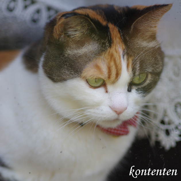 so-net6235047.jpg