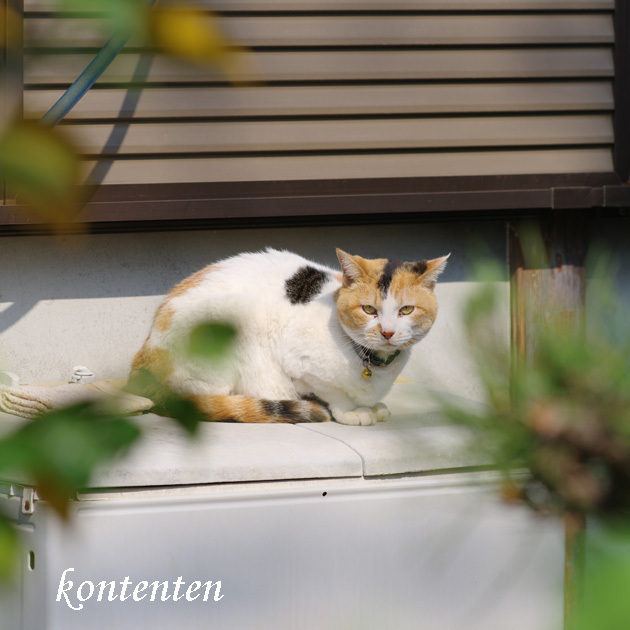 so-net6235080.jpg