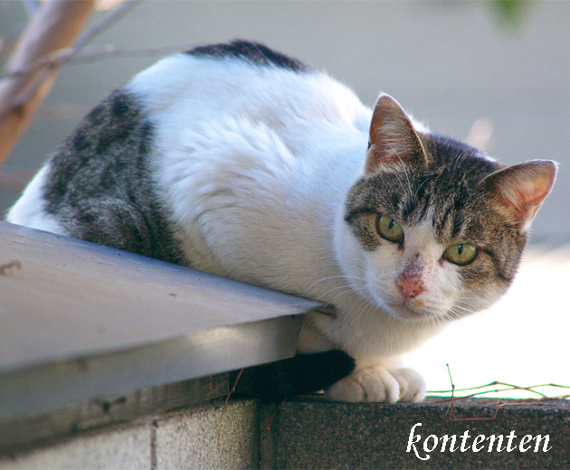 so-net6235195.jpg