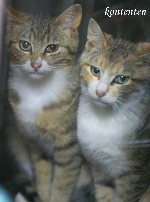 so-net6235196.jpg