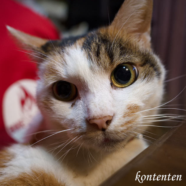 so-net6235902.jpg