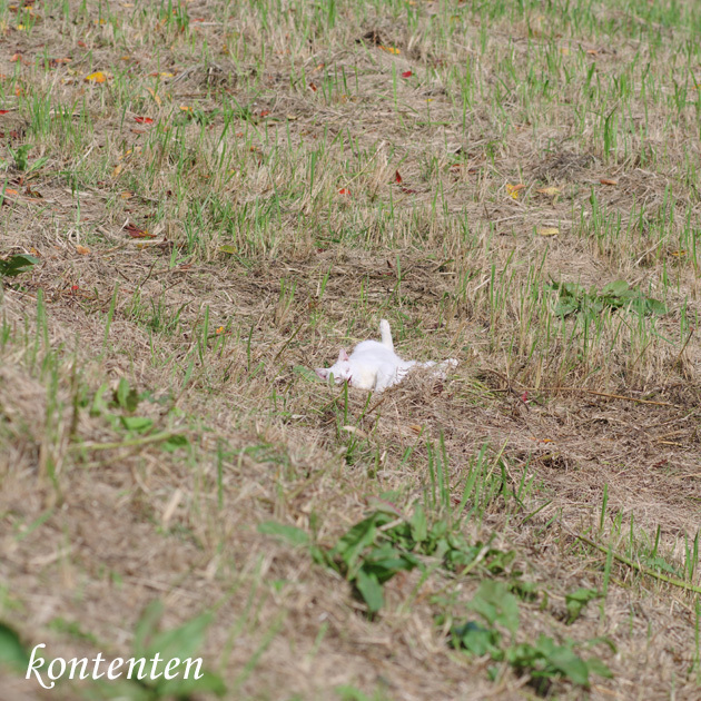 so-net6235915.jpg
