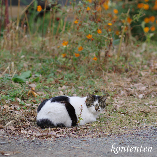 so-net6236186.jpg