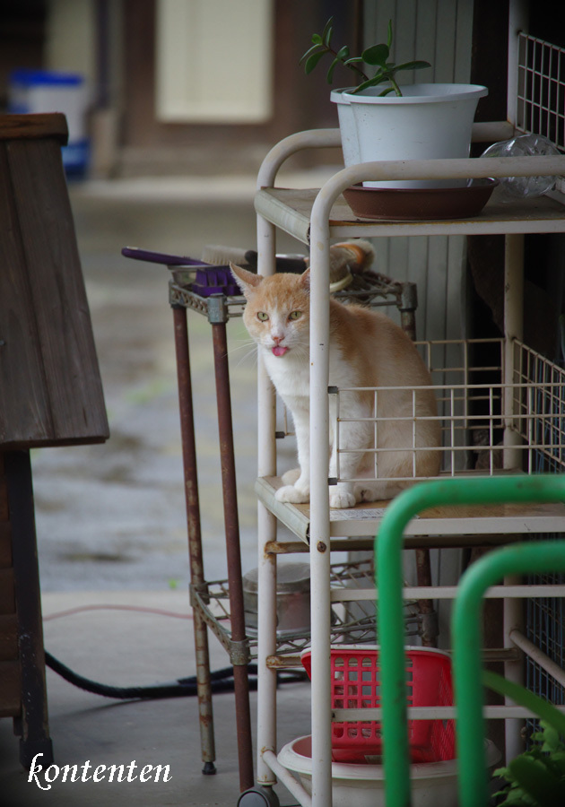 so-net6237420.jpg