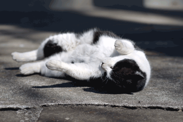 so-net6238378.gif