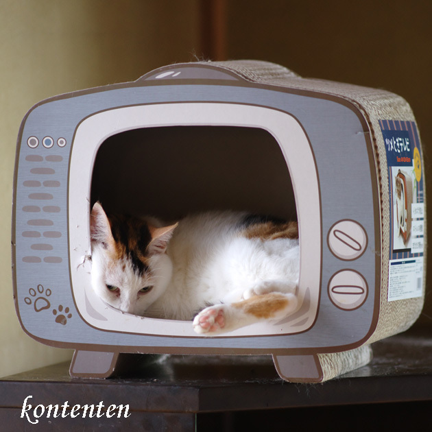 so-net6239020.jpg