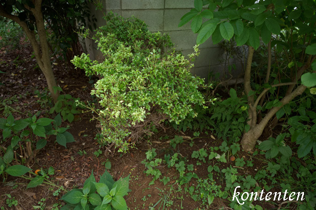 so-net6239048.jpg