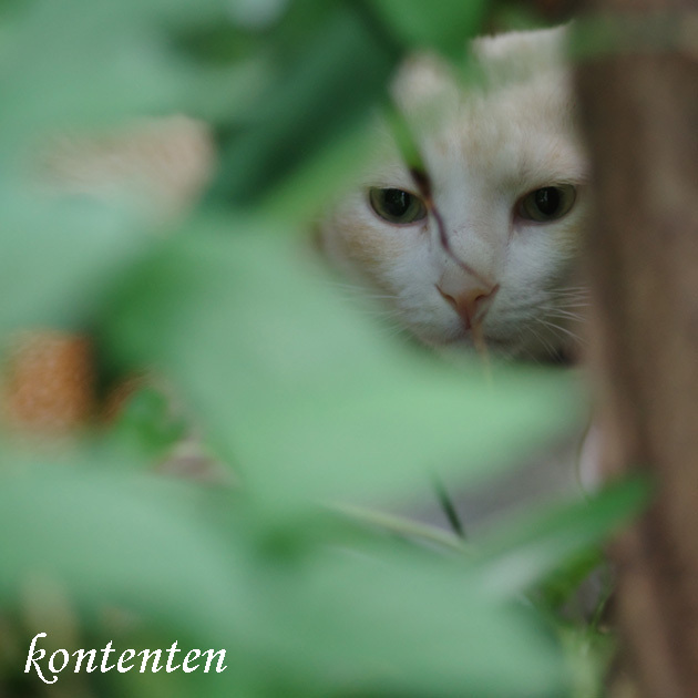 so-net6239051.jpg