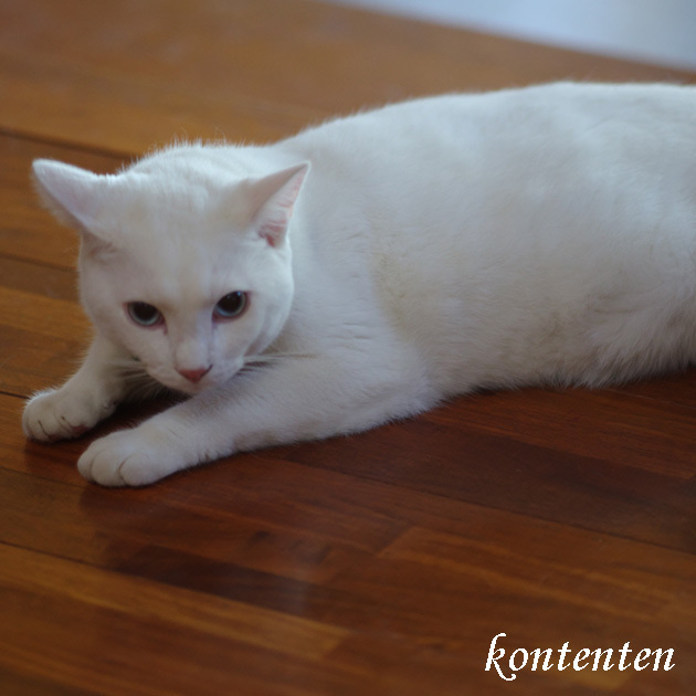 so-net6239090.jpg