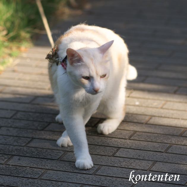 so-net6239093.jpg