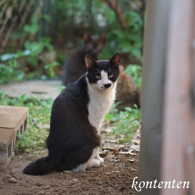 so-net6239099.jpg