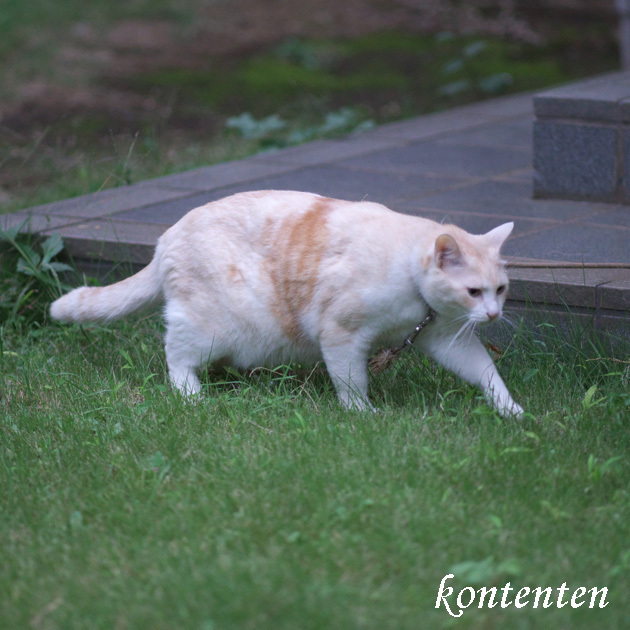 so-net6239681.jpg