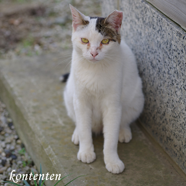 so-net6241026.jpg