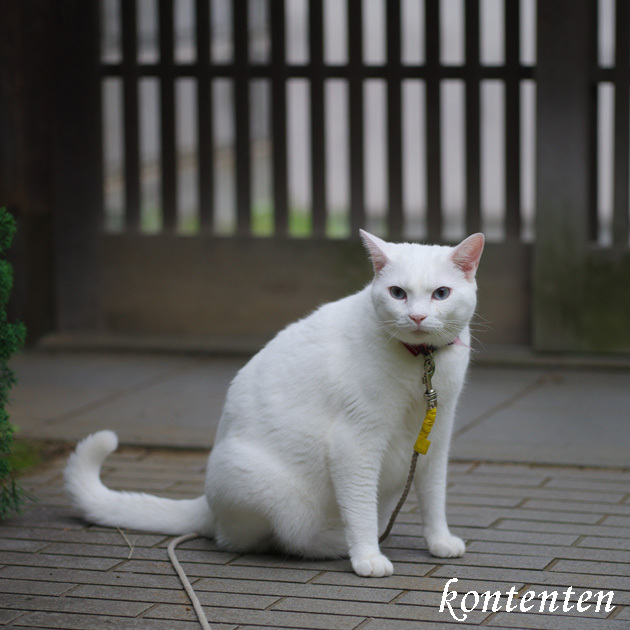 so-net6241029.jpg