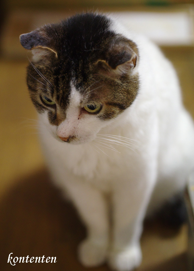 so-net6241032.jpg