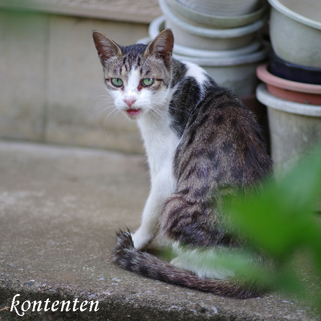 so-net6241253.jpg