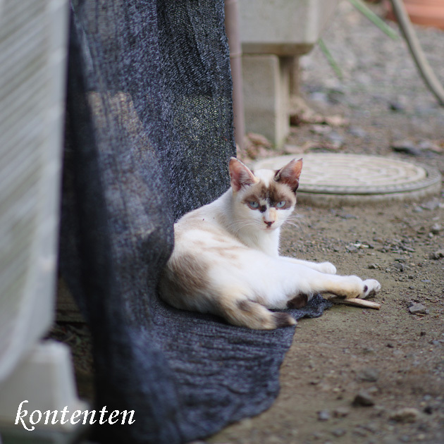 so-net6241254.jpg