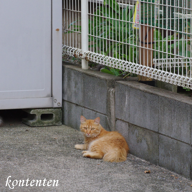 so-net6241259.jpg