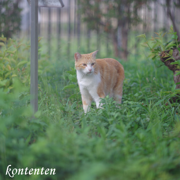 so-net6241260.jpg