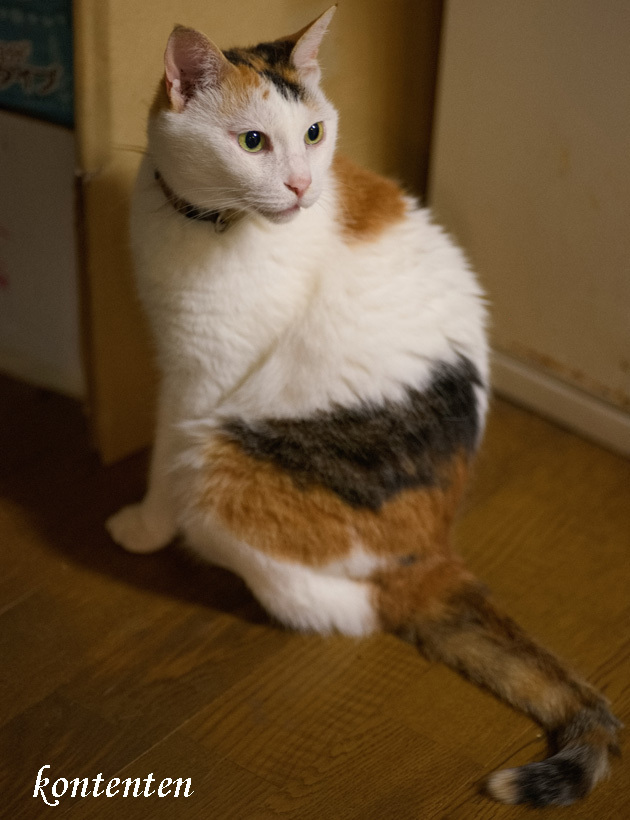 so-net6241284.jpg