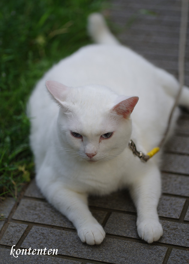 so-net6241540.jpg