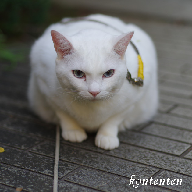 so-net6241806.jpg