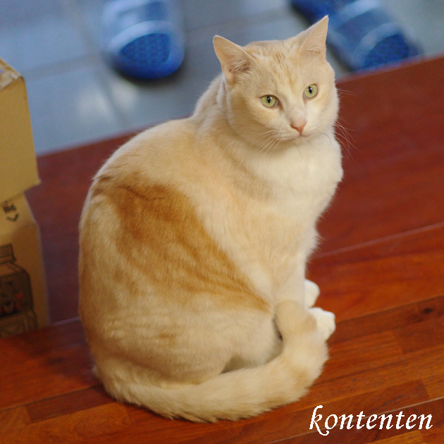 so-net6241901.jpg