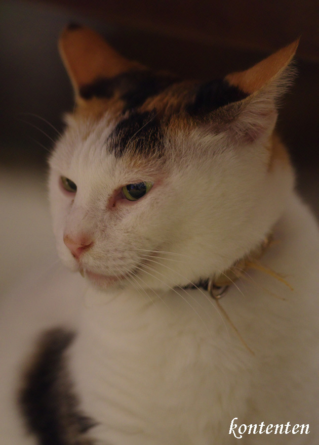 so-net6241904.jpg