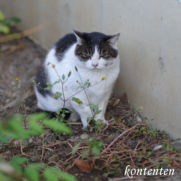 so-net6241917.jpg
