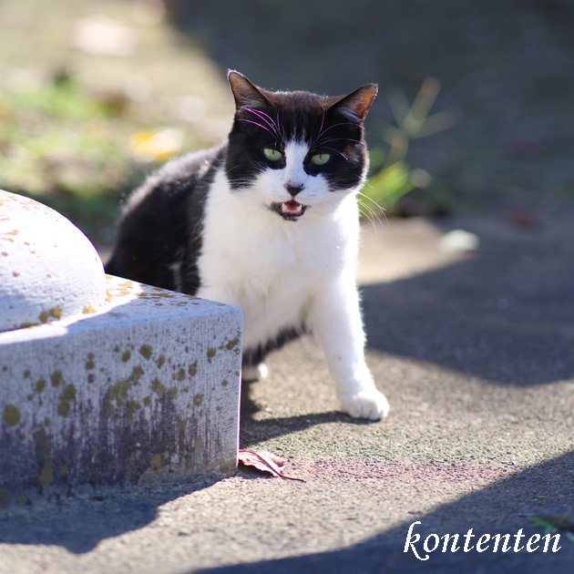 so-net6241919.jpg