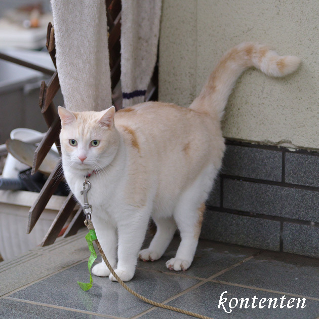 so-net6242373.jpg