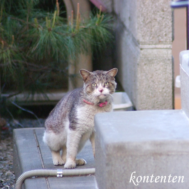so-net6242698.jpg