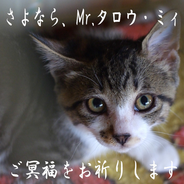 so-net6242701.jpg