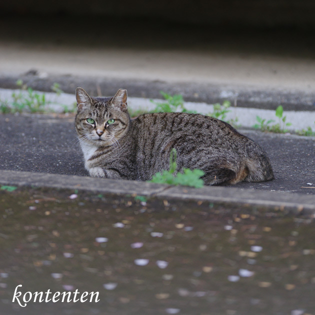 so-net6242759.jpg