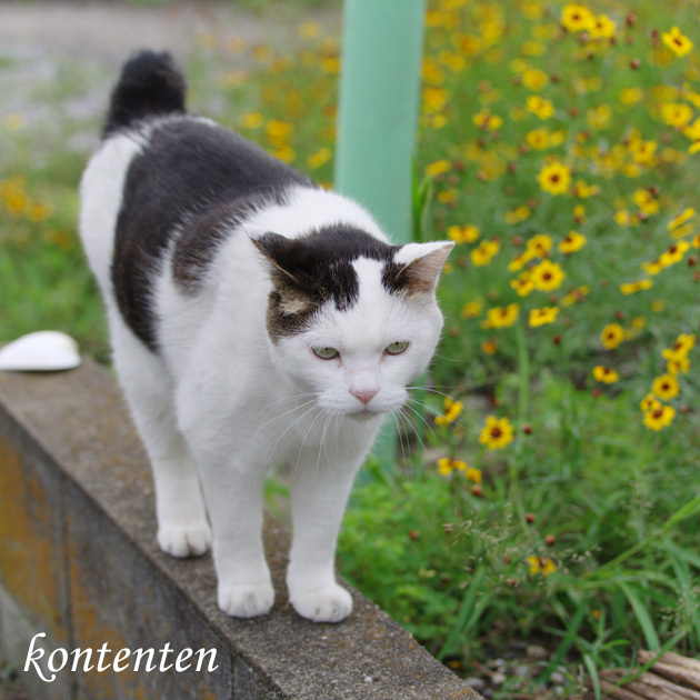 so-net6243188.jpg