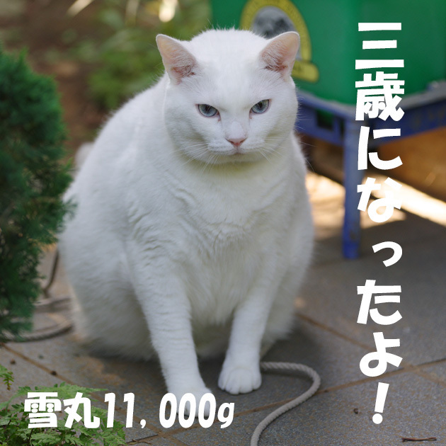 so-net6243399.jpg