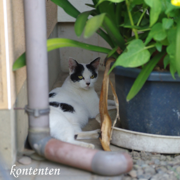 so-net6243419.jpg