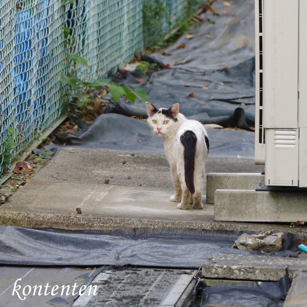 so-net6243513.jpg