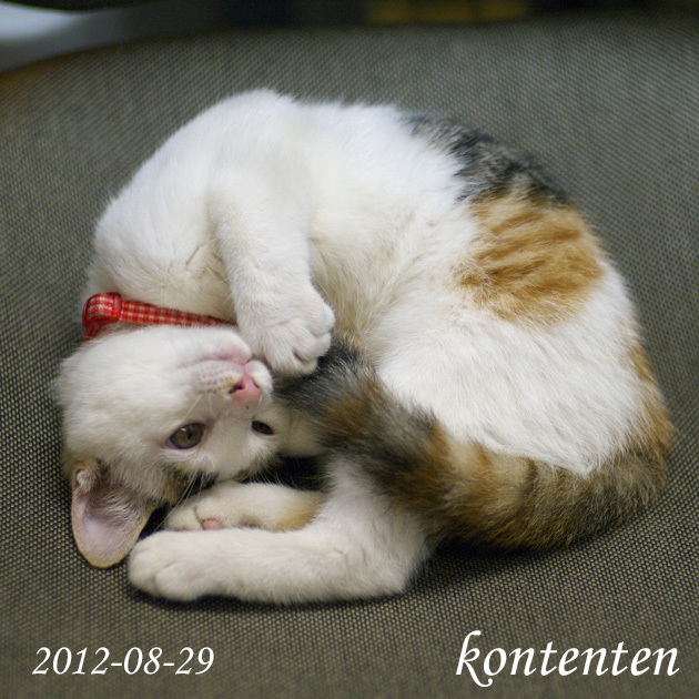 so-net6243638.jpg