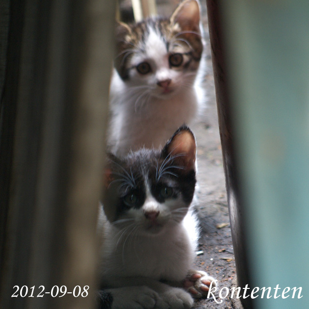 so-net6243640.jpg